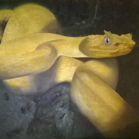 tableau peinture à l'huile et résine serpent réaliste fond noir